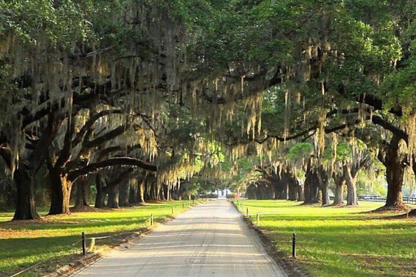 Boone Hall Plantation Tour