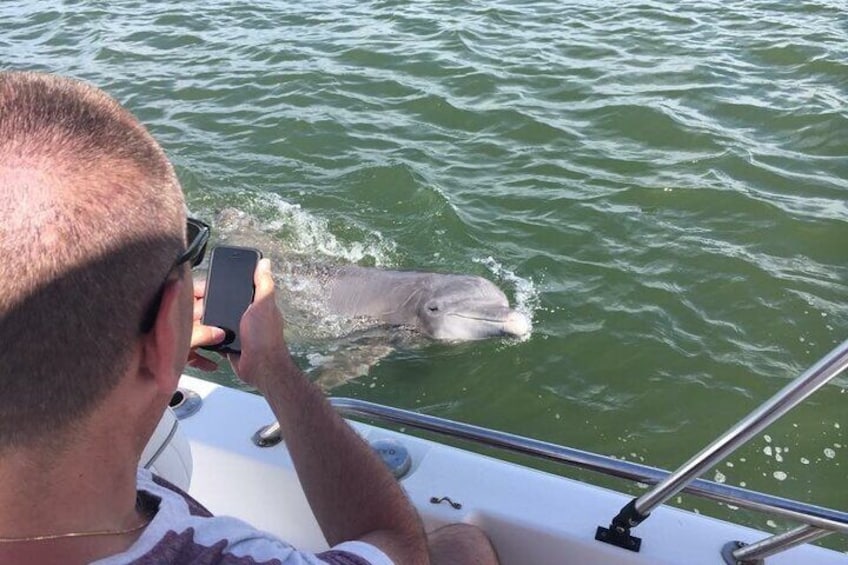 Hilton Head Island Dolphin Boat Cruise