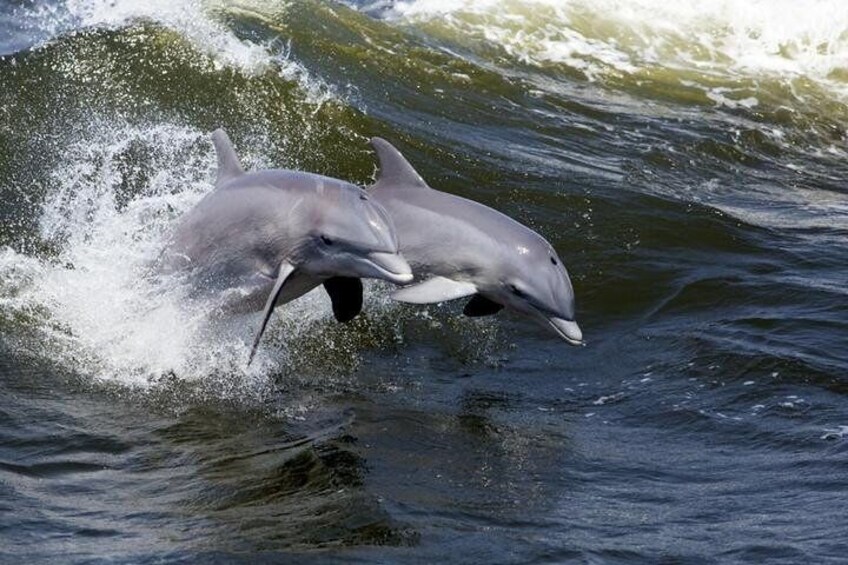 Dolphin Sightings Guaranteed! 