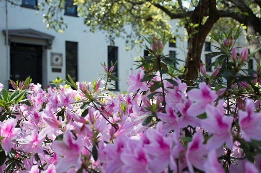 Azaleas and the Knights of Columbus