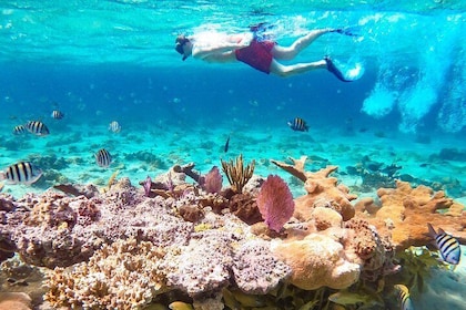 Pearl Island Escape with Snorkelling Experience and Lunch