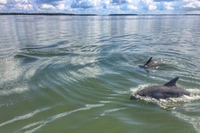 Private Hilton Head Dolphin Tour