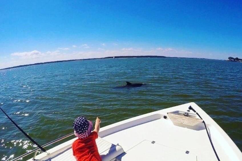 Family Dolphin Cruise 