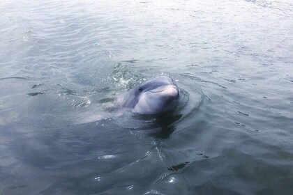 Private Hilton Head Dolphin Tour