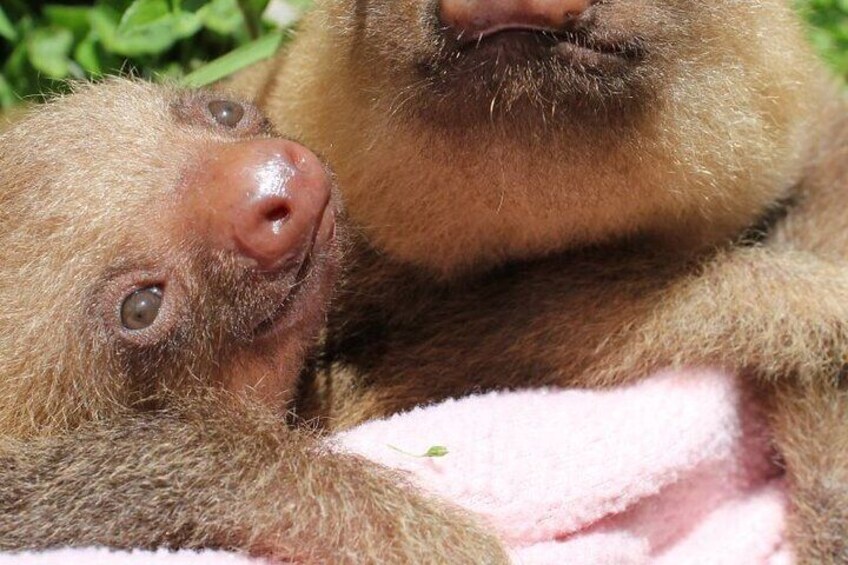 Day Trip from San Jose to Sloths & other wildlife Rescue Center