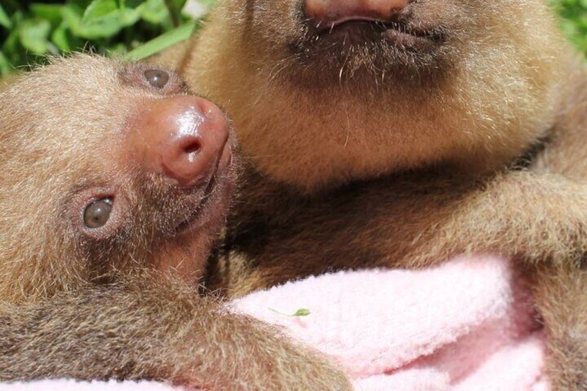 Day Trip from San Jose to Sloths & other wildlife Rescue Center