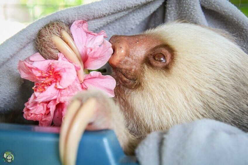 Day Trip from San Jose to Sloths & other wildlife Rescue Center