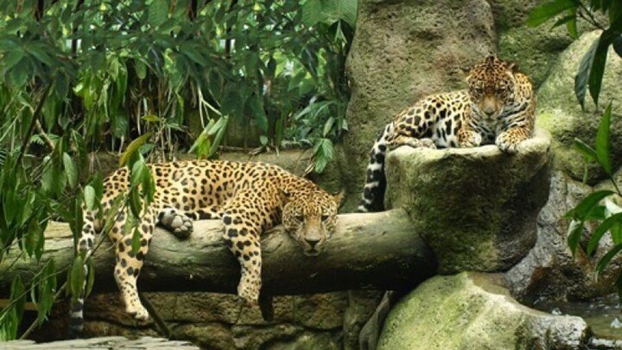 Wildlife Refuge La Paz Waterfall Gardens Day Trip from San Jose