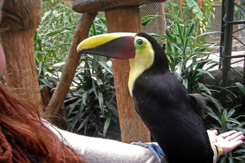 tucan