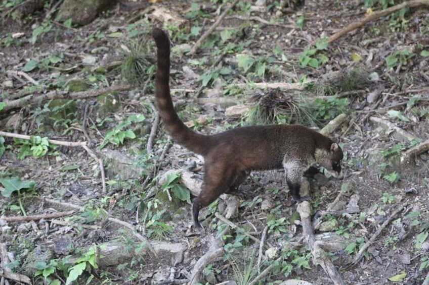 Coati mundi Wildlife