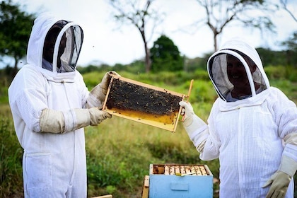 Cayman Honey Beekeeping Adventure