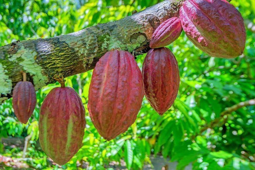 Chocolate Tour in the Rain Forest & Hanging Bridge Crossing at Tirimbina Reserve. Private Tour