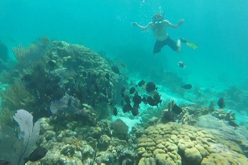 Coral reef snorkeling