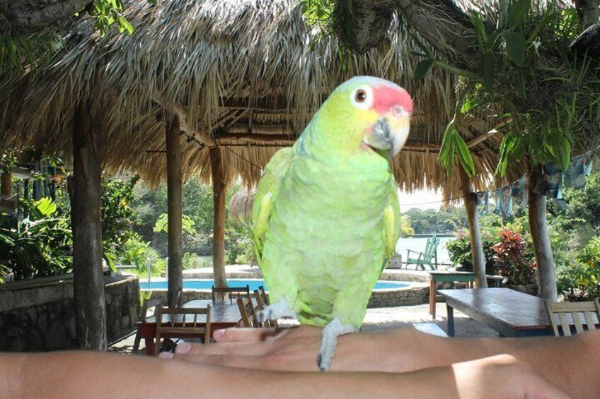 Parrot Dancing