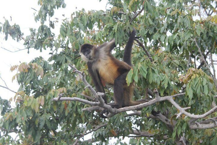Monkey Island