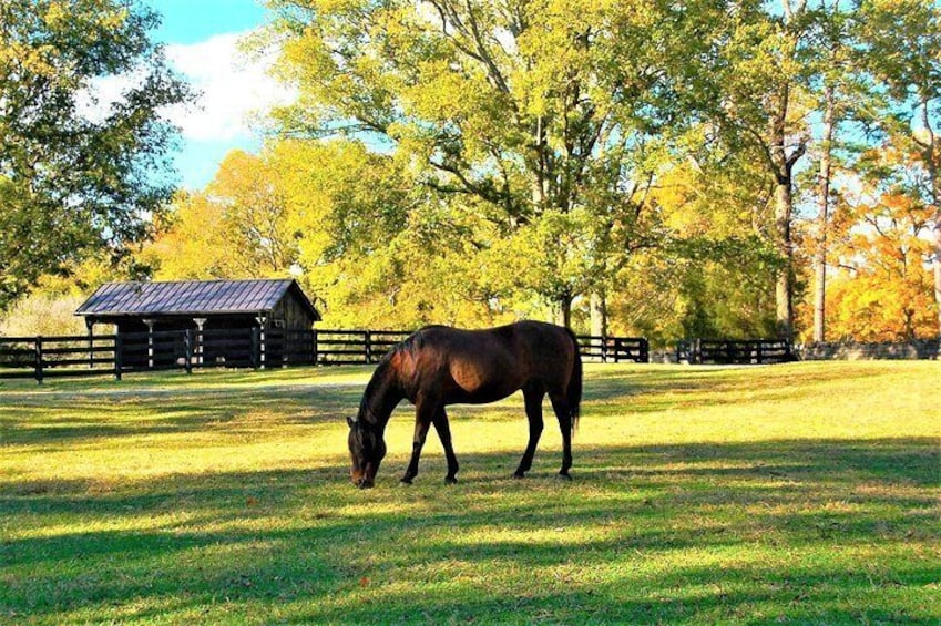 Belle Meade Guided Mansion Tour with Complimentary Wine Tasting