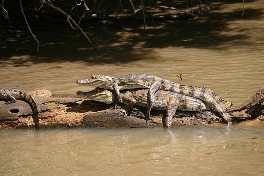 The Authentic One Day Tour to Tortuguero National Park