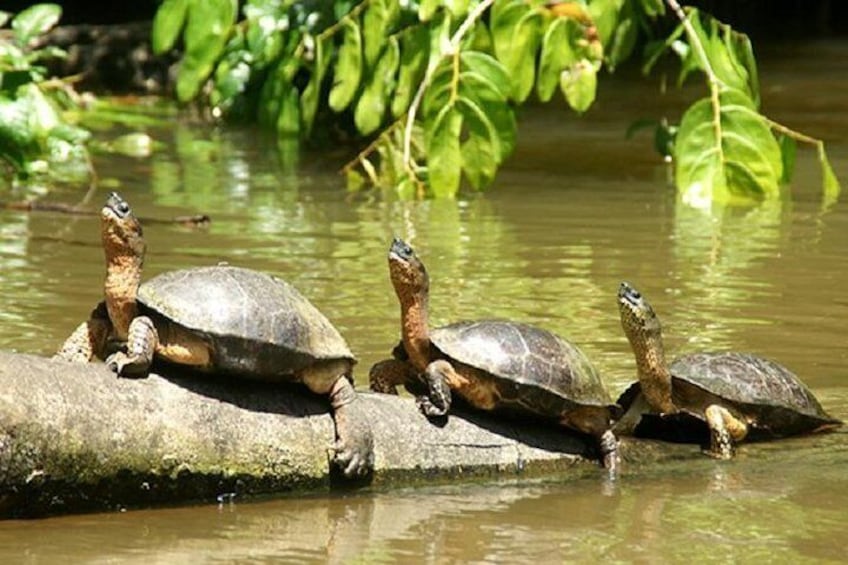 The Authentic One Day Tour to Tortuguero National Park