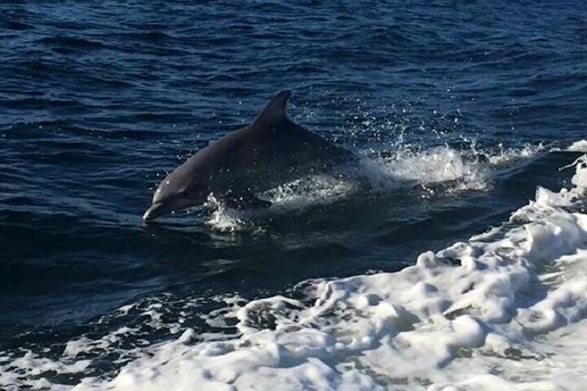 Alabama Gulf Coast Dolphin Cruise