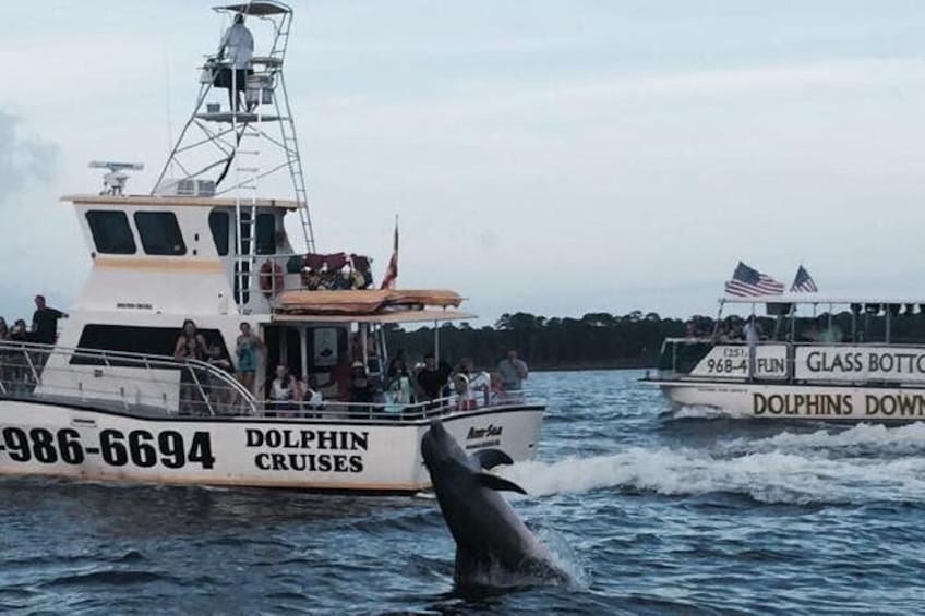 Alabama Gulf Coast Dolphin Cruise