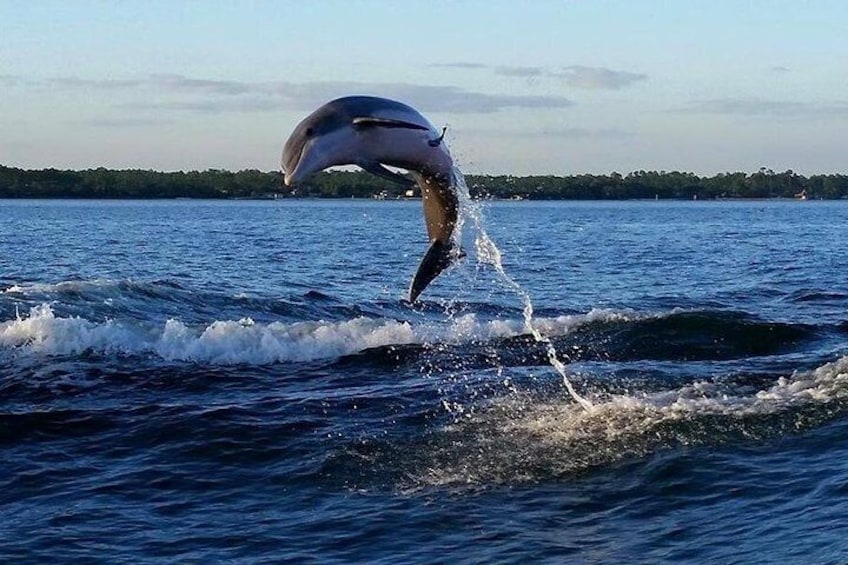 Alabama Gulf Coast Dolphin Cruise