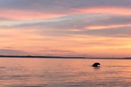 Private Hilton Head Sunset Dolphin Tour