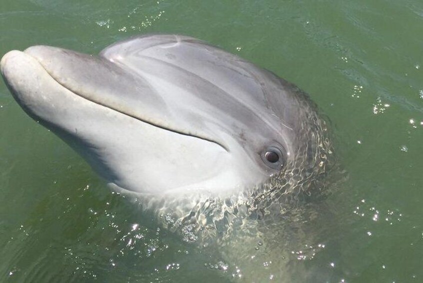Private Hilton Head Dolphin Watching Tour with Waterfront Dining Stops