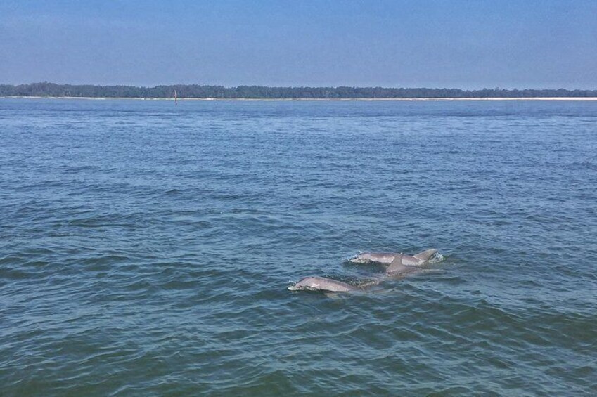 Hilton Head Morning Dolphins & Donuts Cruise