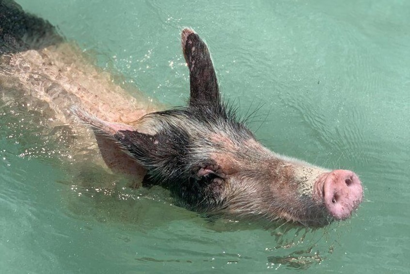 Swimming Pigs & Boat Excursions