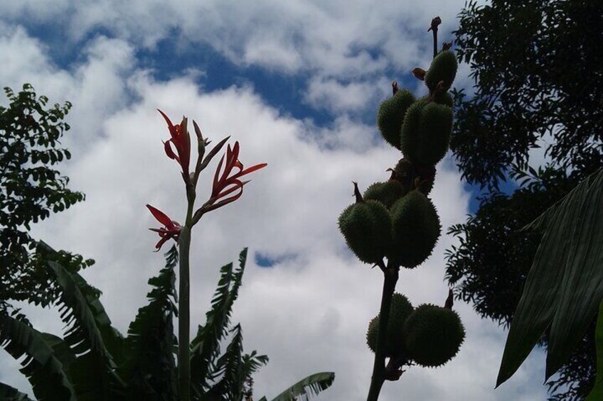 Coffee & Macadamia Fincas Tour from La Antigua