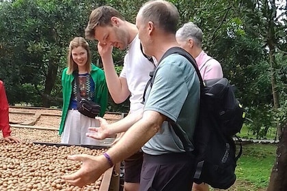 Coffee & Macadamia Fincas Tour