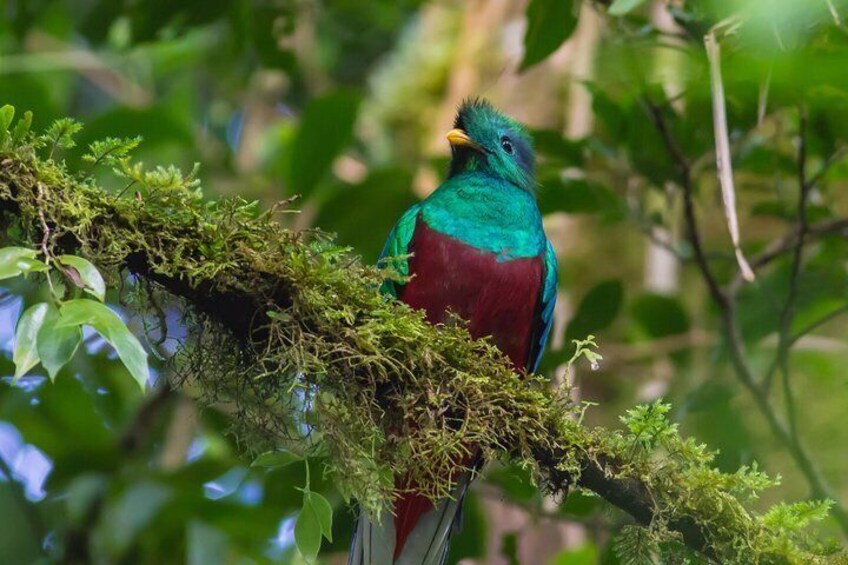 3-Day Tour of Cobán and Semuc Champey from Antigua