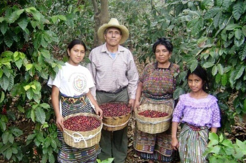 Local family bringing coffee to market