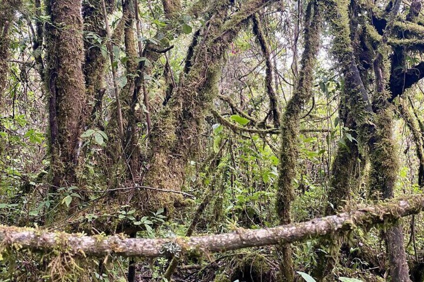 Toliman Volcano Hike