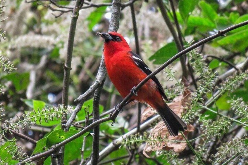 Atitlan Hiking and Birding - Day tour from Antigua