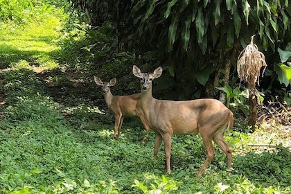 Atitlan Hiking and Birding - Day tour from Antigua