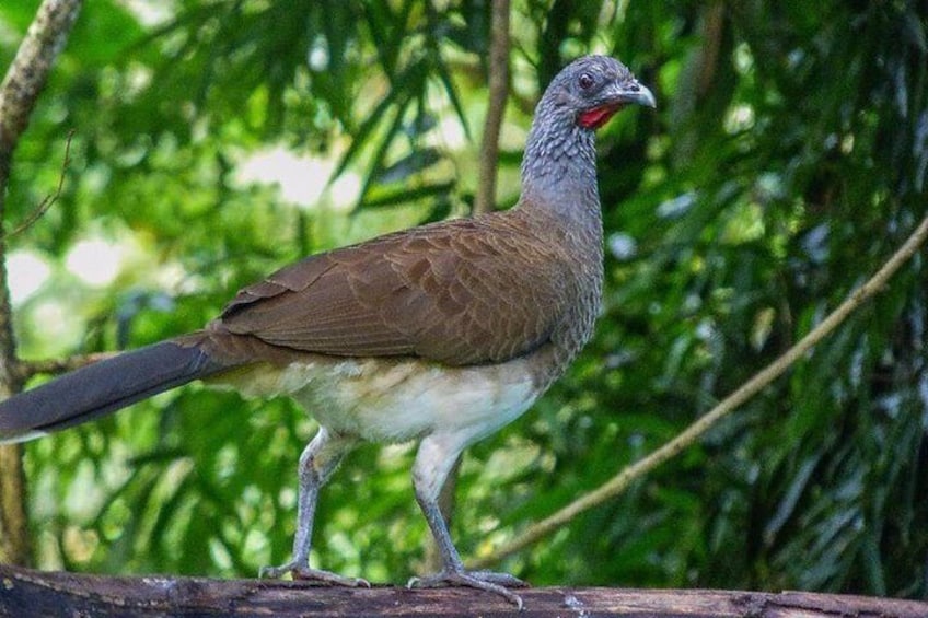 Atitlan Hiking and Birding - Day tour from Antigua