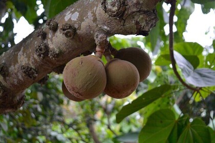 Tour de medio día Frutas y plantaciones de cacao desde Guayaquil