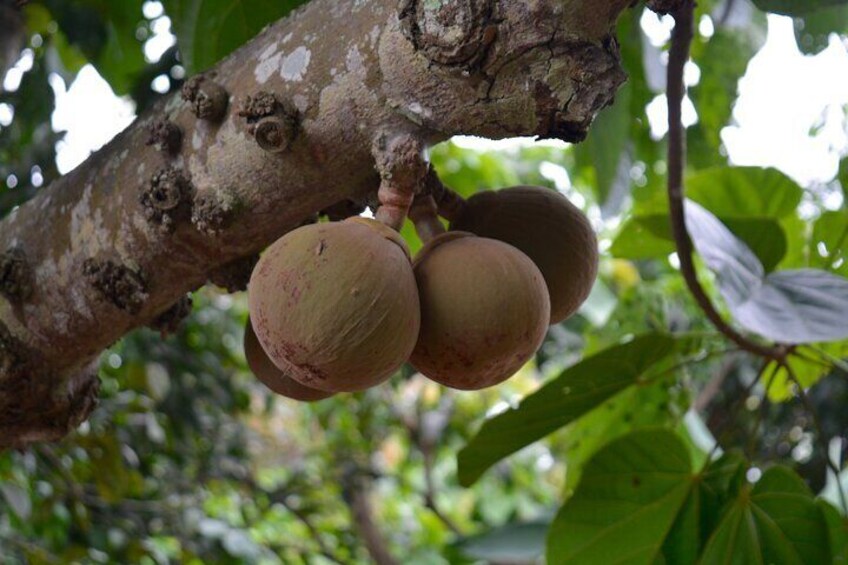 Half Day: Fruits & Plantations Route. (Departure from Guayaquil)