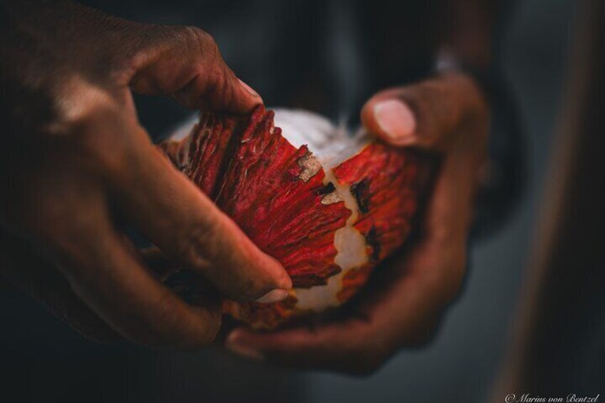 Lastly, a fruit and cacao plantation tour can offer valuable cultural insight. You can learn about the history of cacao cultivation, its importance in the local economy.