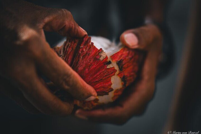 Lastly, a fruit and cacao plantation tour can offer valuable cultural insight. You can learn about the history of cacao cultivation, its importance in the local economy.