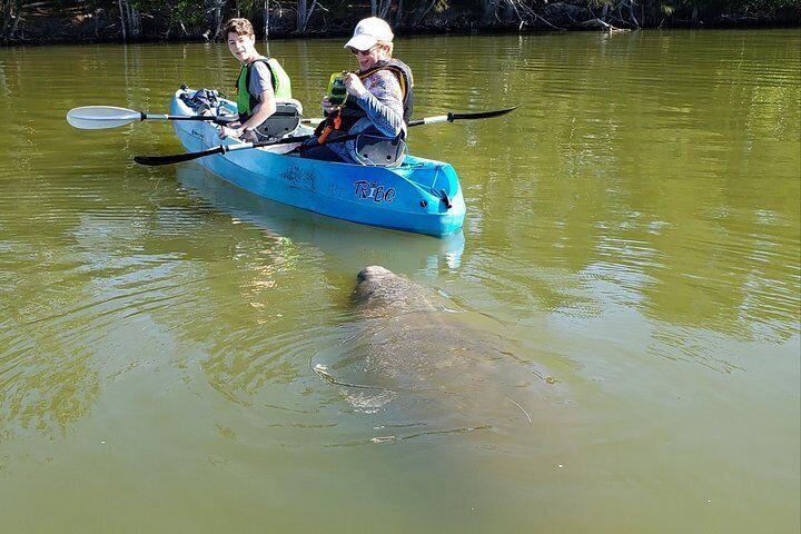 Manatee And Dolphin Kayaking | Haulover Canal (Titusville)