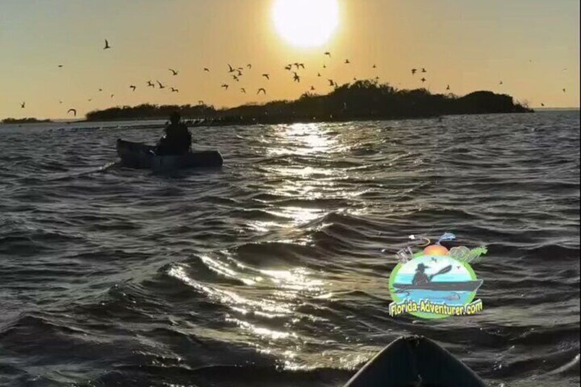 Manatee and Dolphin Kayaking | Haulover Canal (Titusville)
