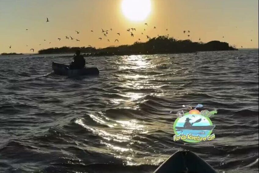 Manatee and Dolphin Kayaking | Haulover Canal (Titusville)