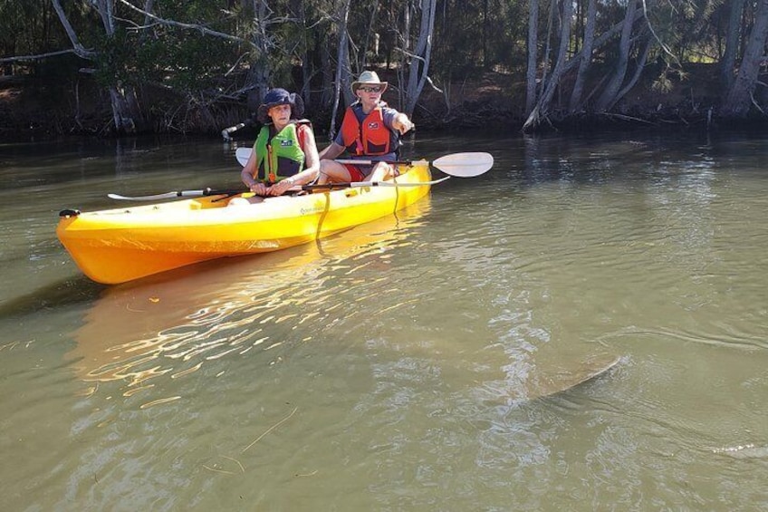 That face you make when the manatee are bigger than your kayak