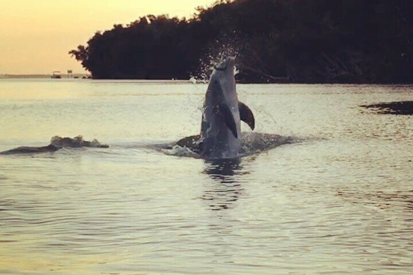 Manatee and Dolphin Kayaking | Wildlife Refuge (Titusville)
