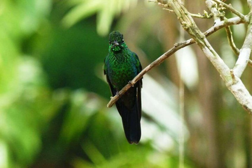 Selvatura's Hummingbird Garden