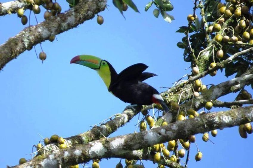 toucan in manuel antonio