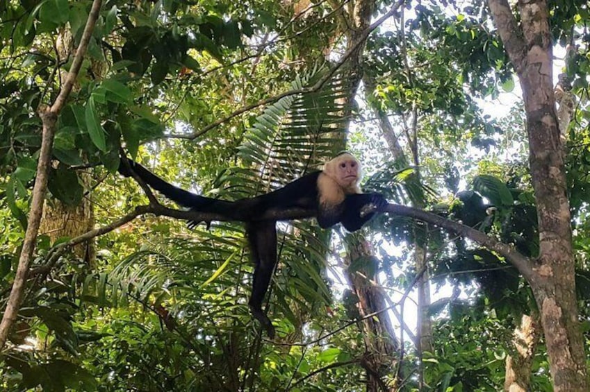 white faced monkey in the wild