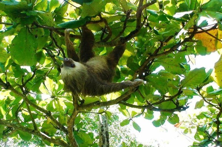 sloth in manuel antonio park